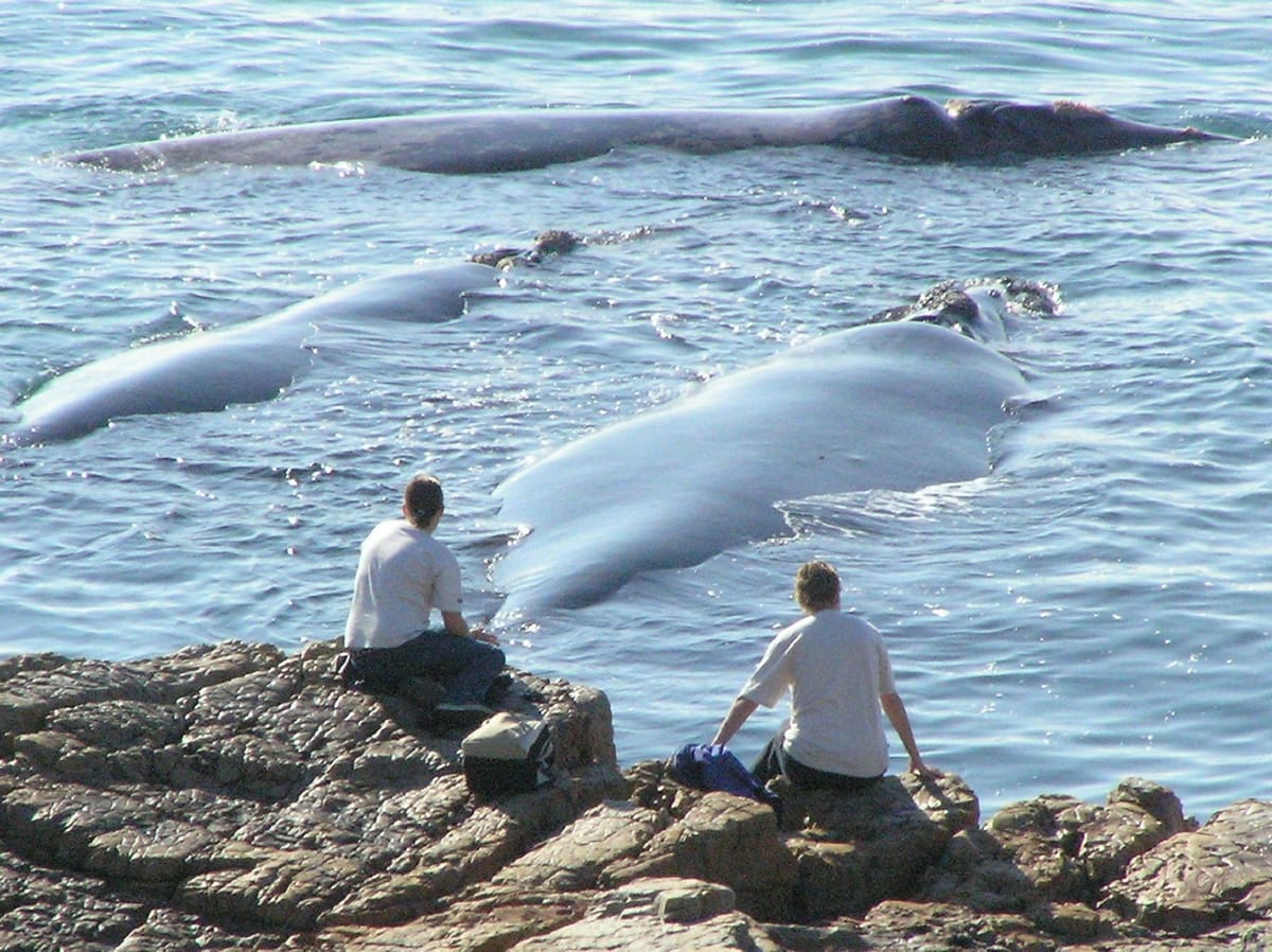 Hermanus coastline whale watching views